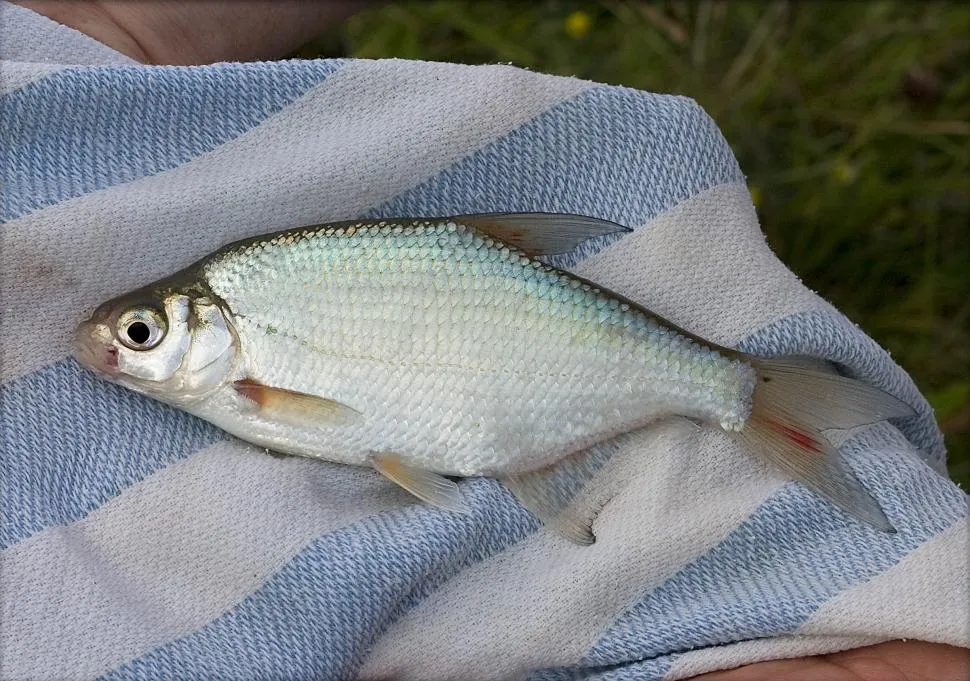 How to fish for bream in cold