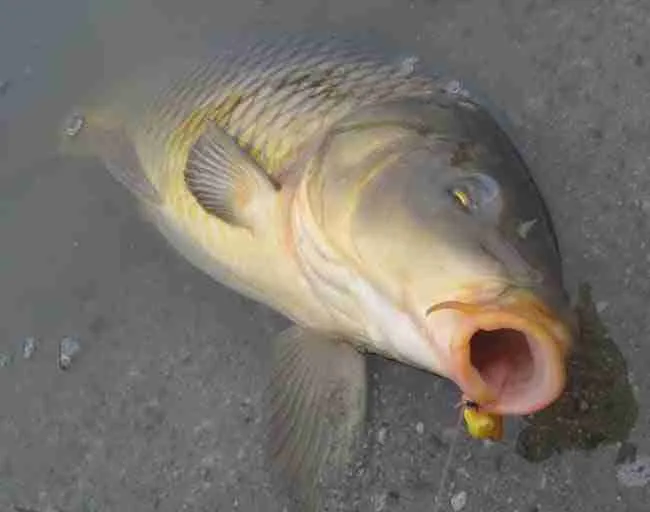 Carp Hooked With Corn