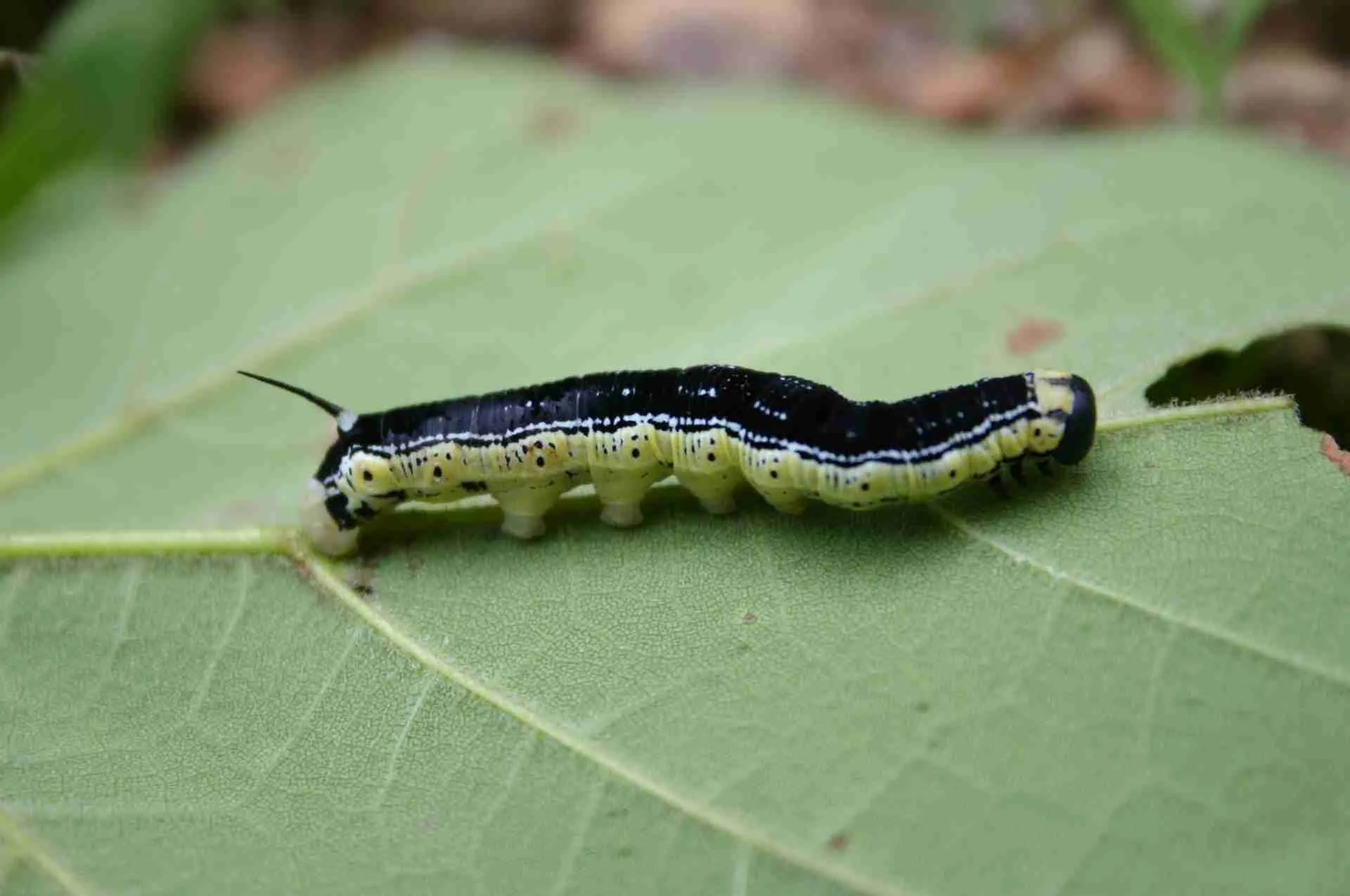 Insects as bait for Fishing: Caterpillars
