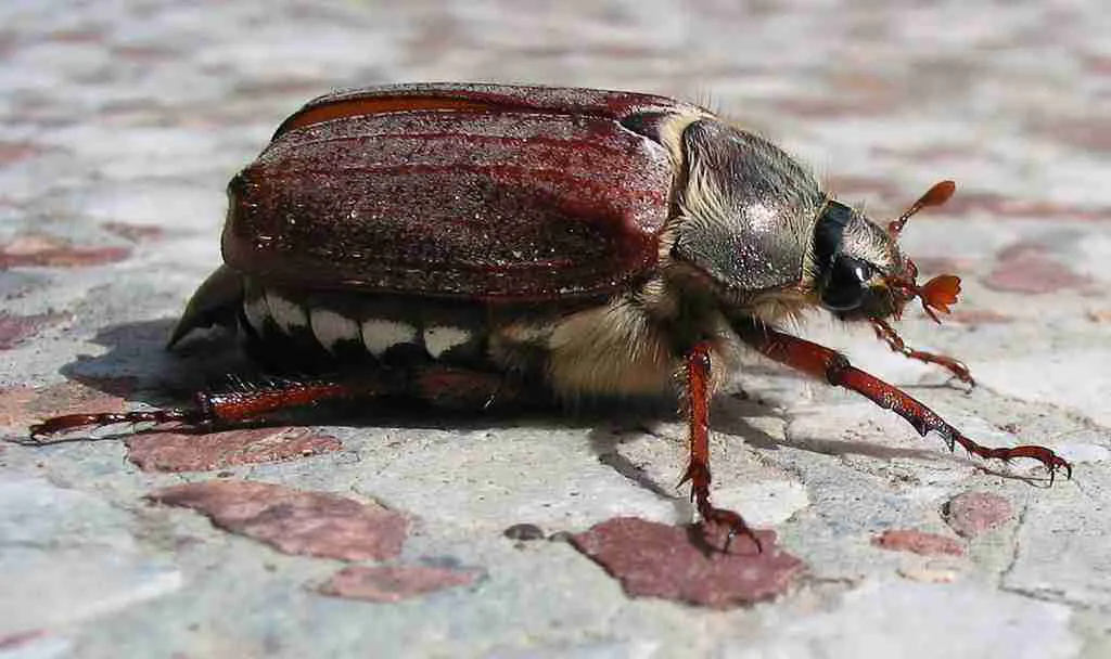 Insects as bait for Fishing: Cockchafer