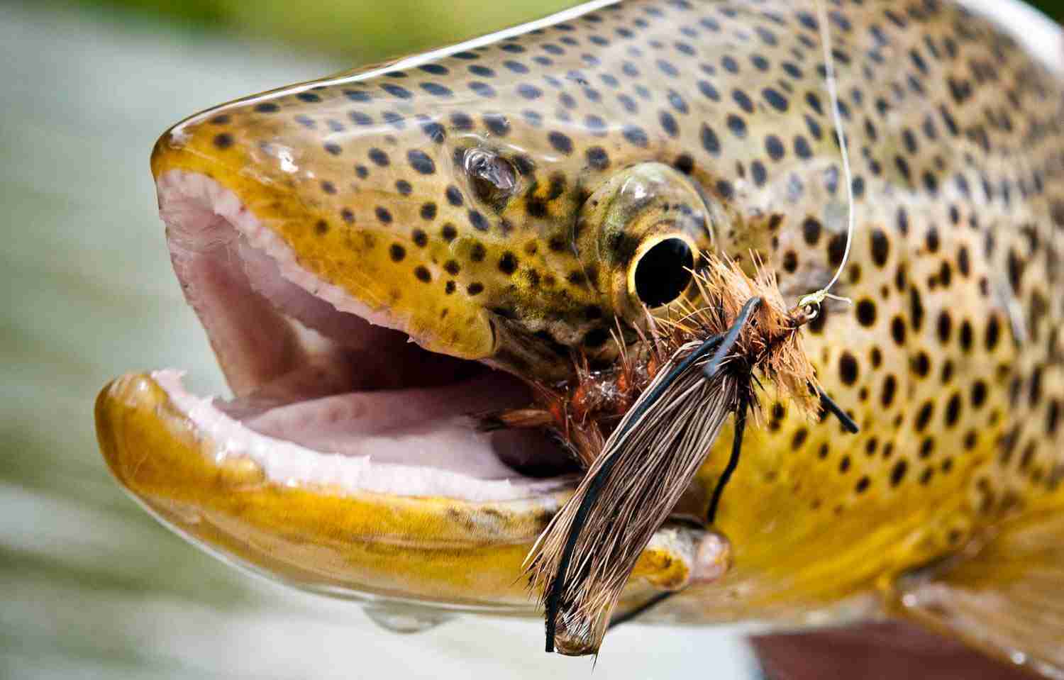 Best Insects as bait for Fishing