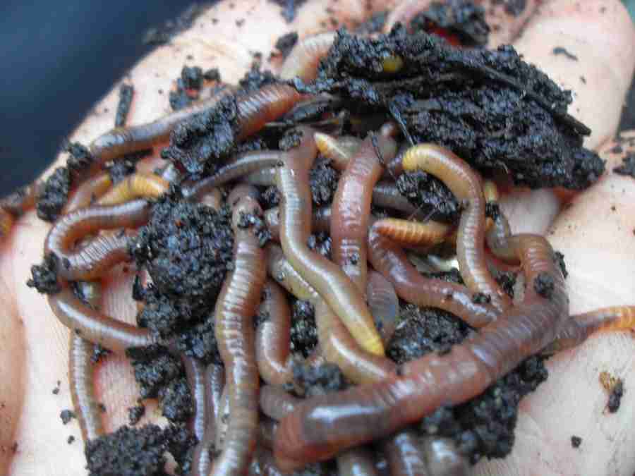 How to Keep Fishing Worms Alive at Home