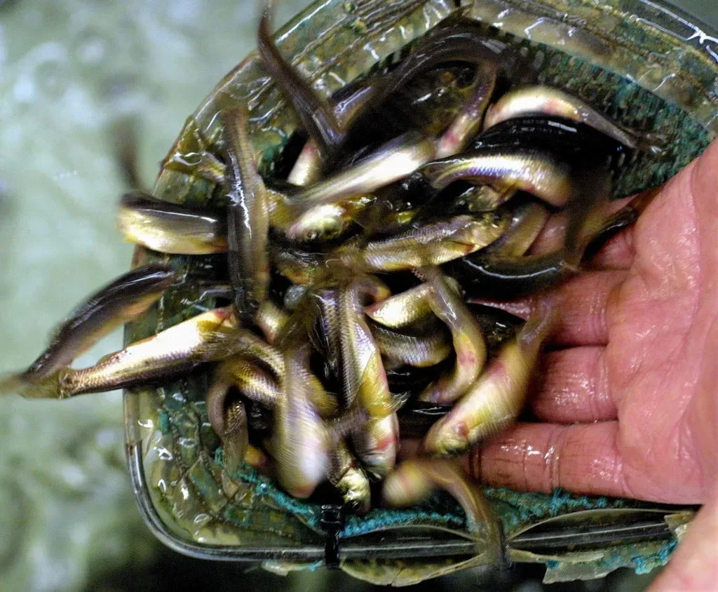 Catch Minnows with trap DIY