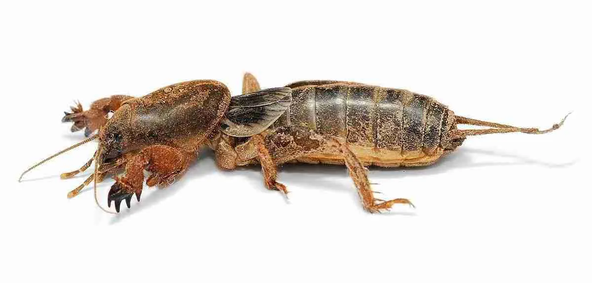 Insects as bait for Fishing: Mole cricket