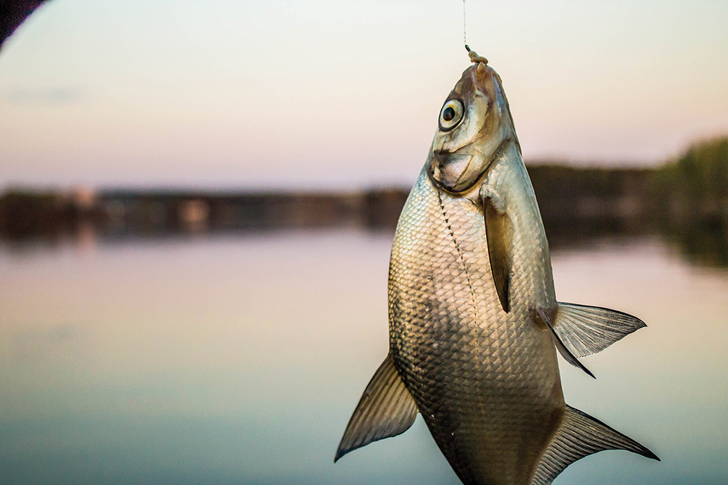Secrets of Fishing for bream