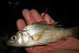 Live bait for MEGA Catfish