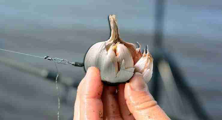 Ways to Use Garlic as Fish Bait