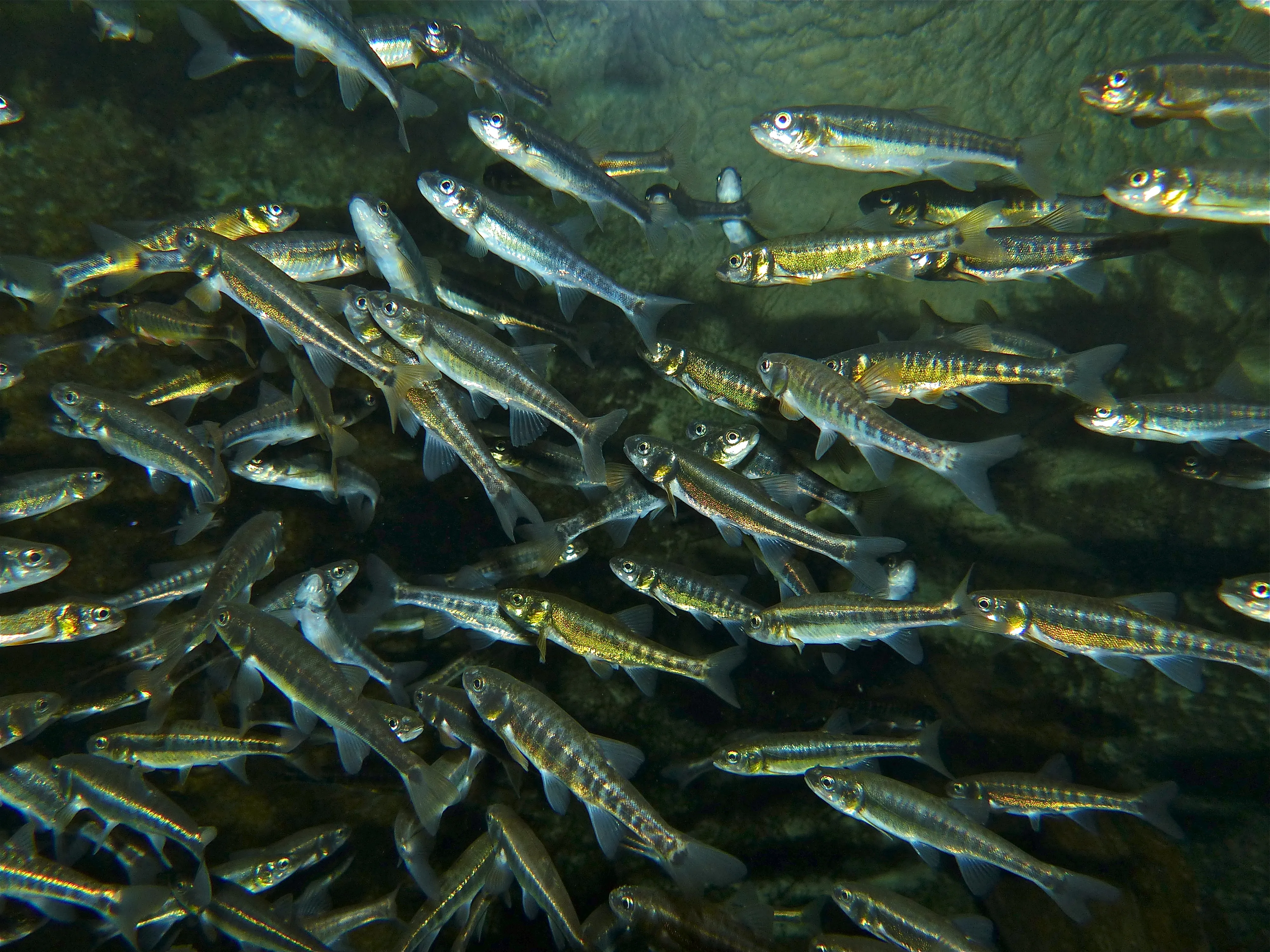 What are minnows?