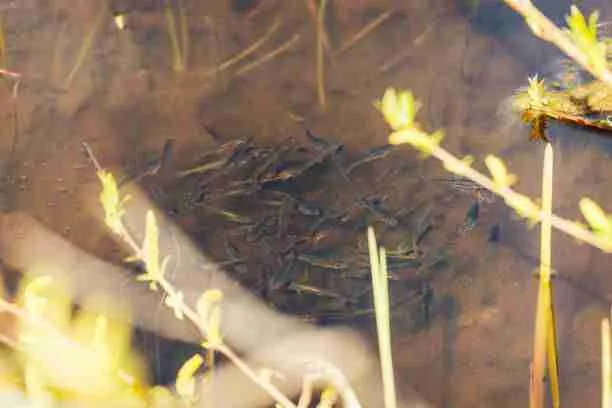 What are minnows?