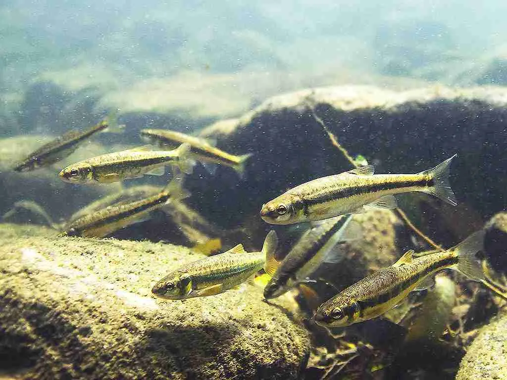 What is the best type of trap to Catch Minnows with a trap?