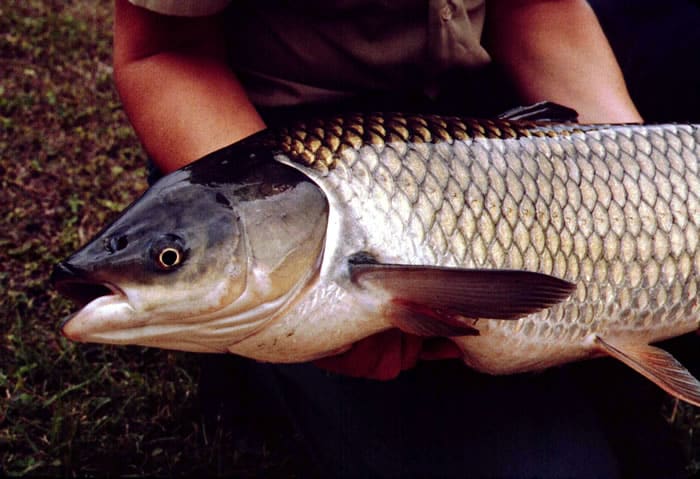 How to Catch White Amur Trout / Grass Carp?