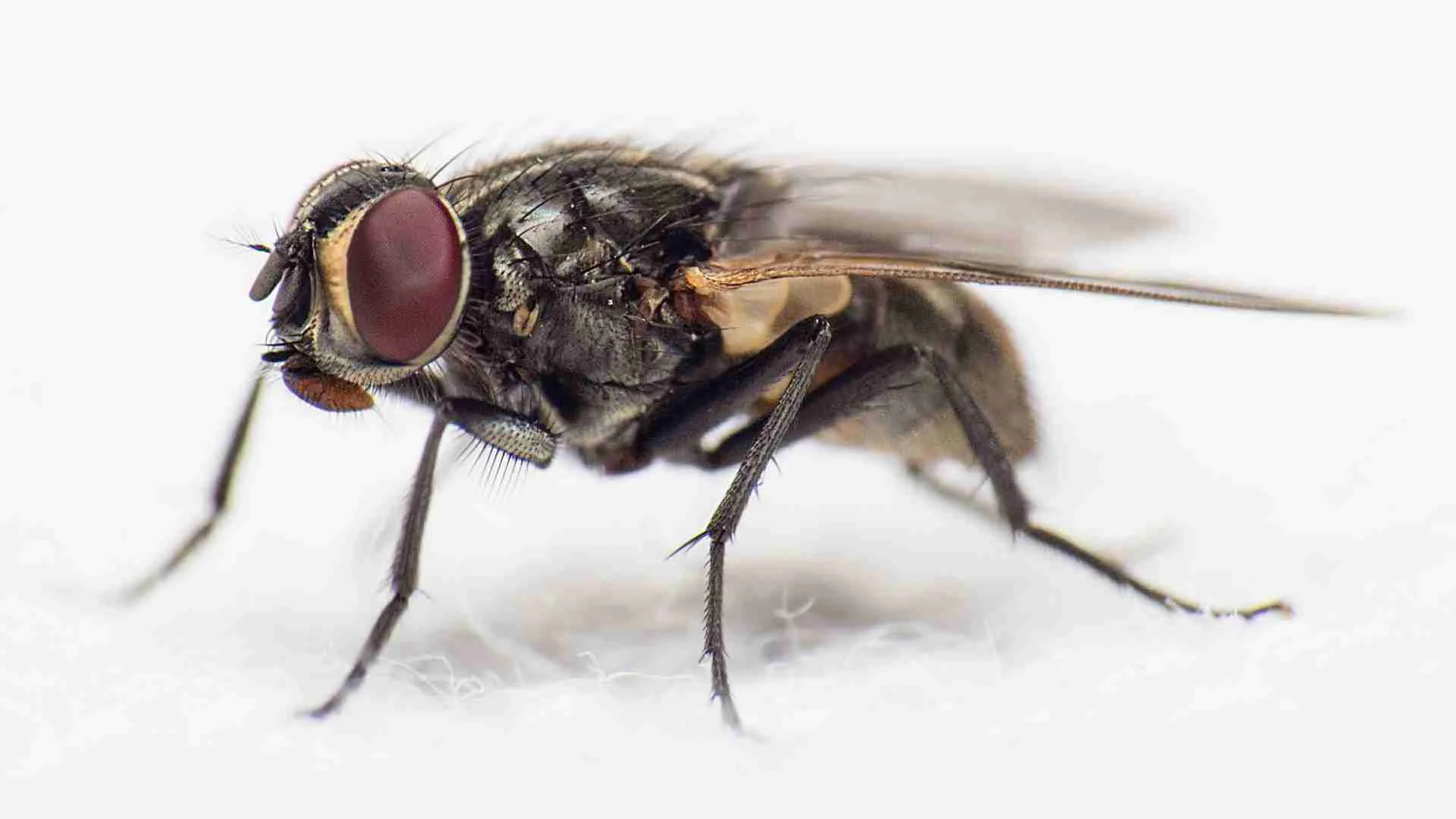 Insects as bait for Fishing: Flies